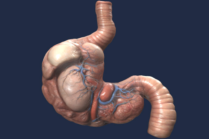 Stomach (realistic organ)