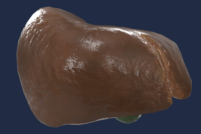 Liver (realistic organ)