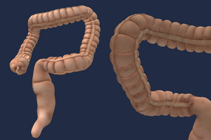 colon