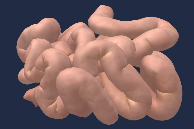 Small intestine
