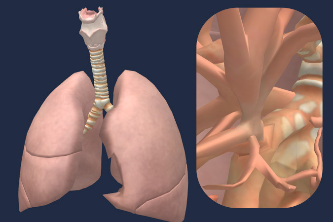 Human respiratory system