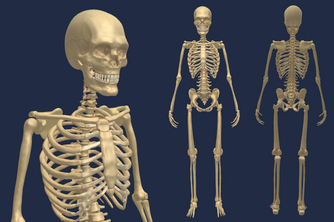 Human skeleton