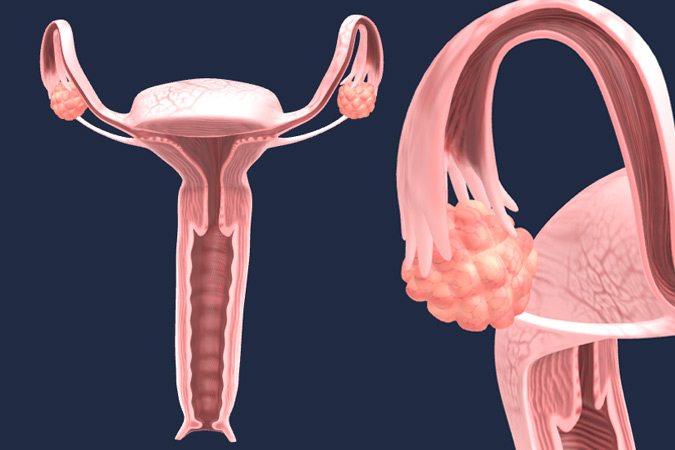 Female reproductive system