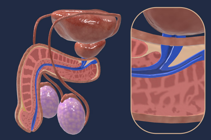 Male reproductive system