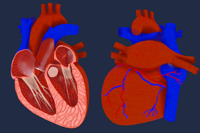 Heart in action (pulsing)